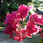 Bougainvillea