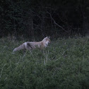 Fox