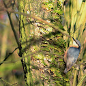 Nuthatch