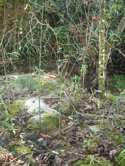 Spotting Image 1