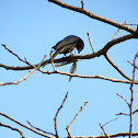 Black Drongo