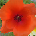 Poppies