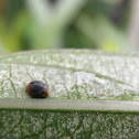 Mealybug Ladybird