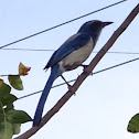 Florida Scrub Jay