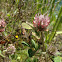 Red Clover