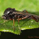 Biting Midge