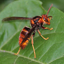 Hornet