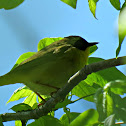 Common Yellowthroat