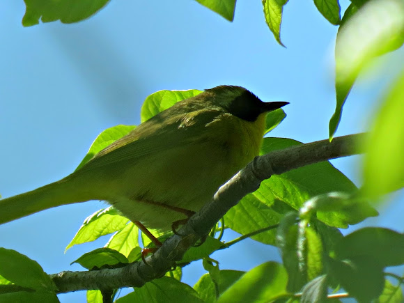 Spotting Image 1