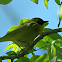 Common Yellowthroat