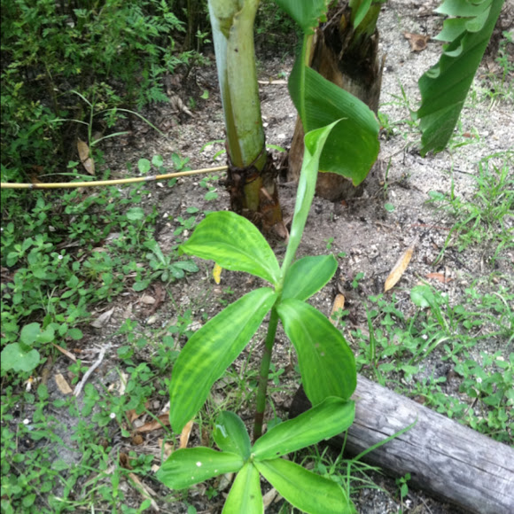 Spotting Image 1