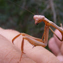 False Garden Mantid