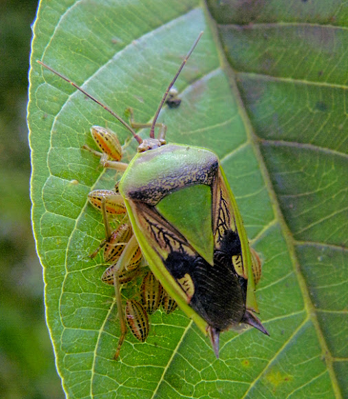 Spotting Image 1