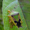 giant shield bug