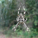 Araña de cruz