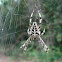 Araña de cruz