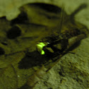 Common glow worm
