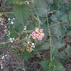 West Indian Lantana