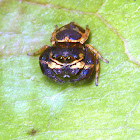 Purple-Gold Jumping Spider