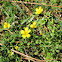 Cinquefoil