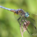 Eastern Pondhawk