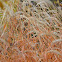 pampas grass