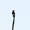 Red-headed Woodpecker