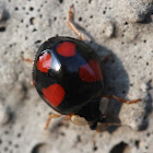 Asian Ladybeetle
