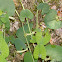 Aristolochia paucinervis