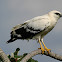White Hawk