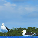 Gaivotão