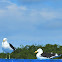 Gaivotão
