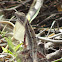 Fan-throated lizard