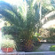 Sego palm