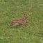 Eastern Cottontail