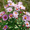 Wild Aster