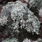 Lichen