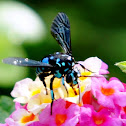 Neon Cuckoo Bee