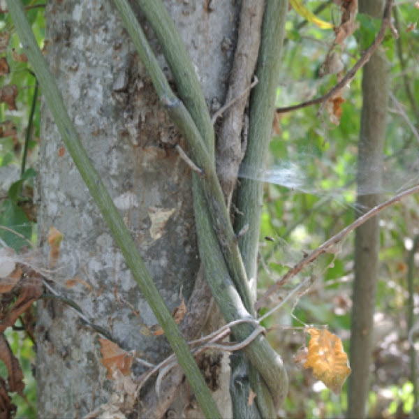 Rattan Vine Project Noah