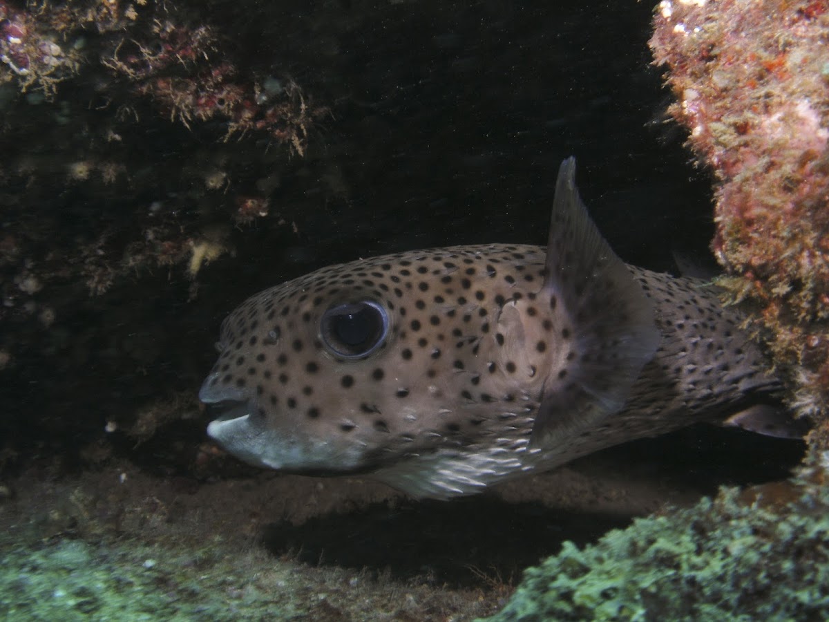 Spotted Porcupinefish