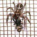 Jumping Spider