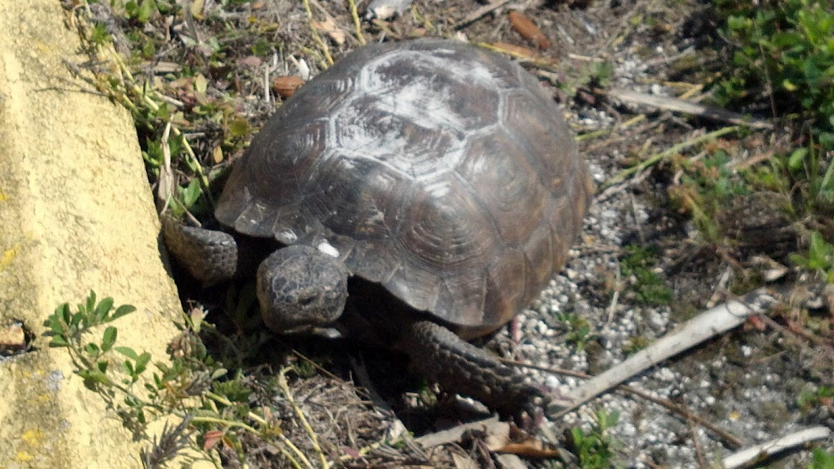 Gopher Tortoise