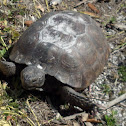 Gopher Tortoise