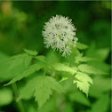 Baneberry