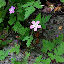 Herb Robert