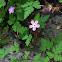 Herb Robert