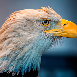 Eagle With an Attitude by Bill Tiepelman - Animals Birds ( bird, eagle, details, beak, bald eagle, feathers )