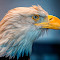 Eagle-With-an-Attitude.jpg