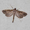 Moth