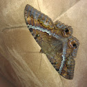 Xmahana